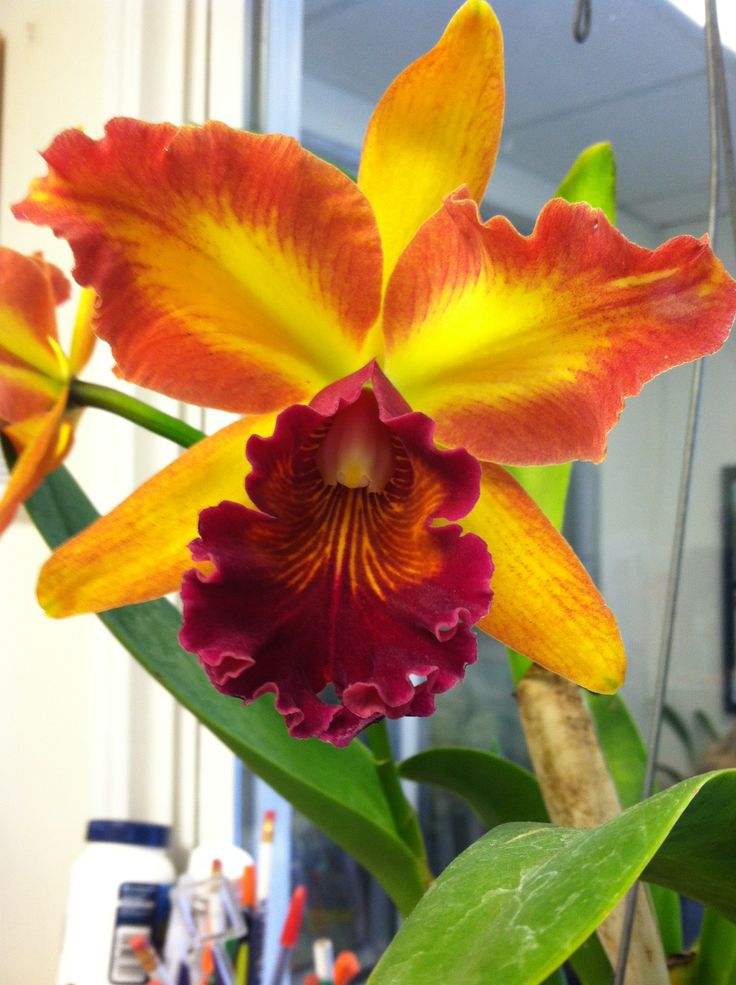 an orange and yellow flower with green leaves