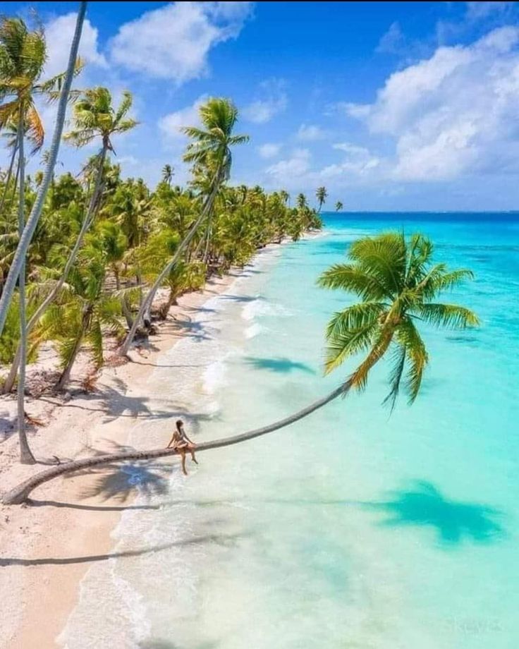 the beach is lined with palm trees and clear water