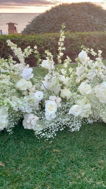 some white flowers in the grass and bushes