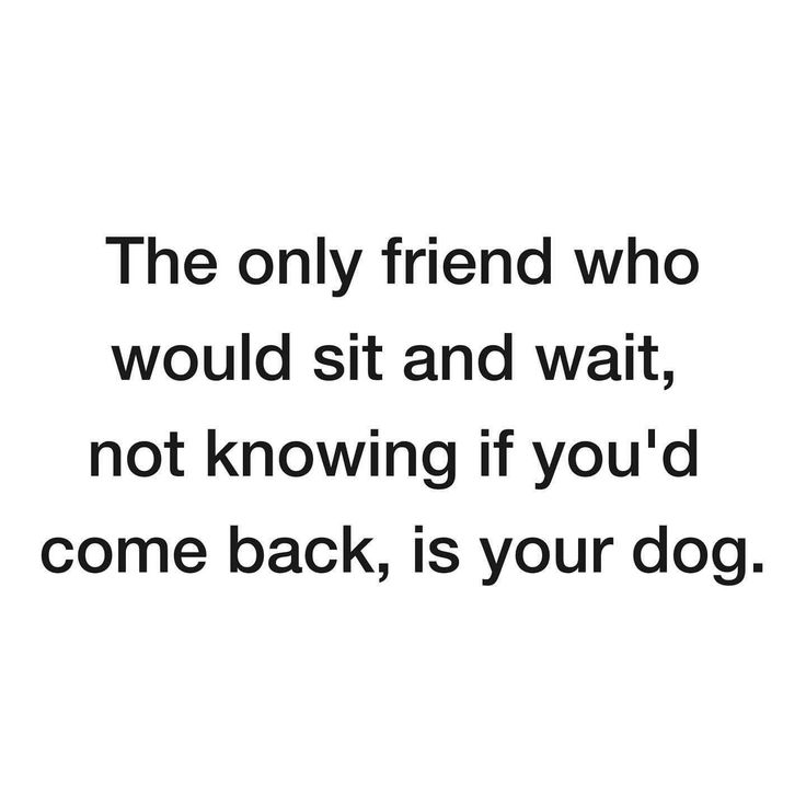 the only friend who would sit and wait, not known if you'd come back, is your dog