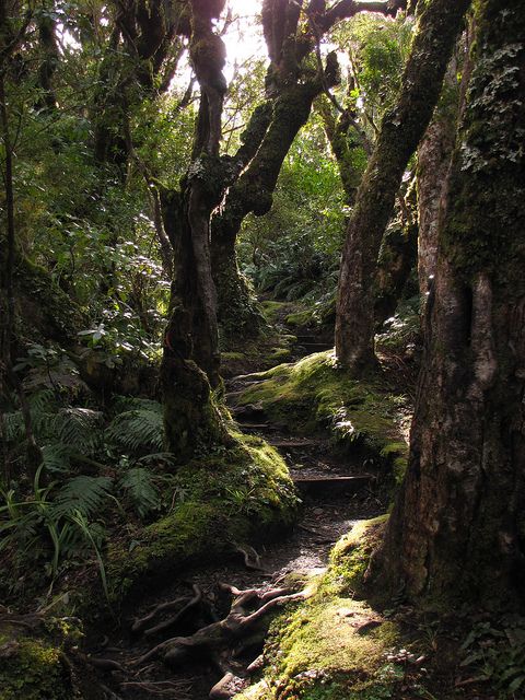 the path in the forest is covered with moss