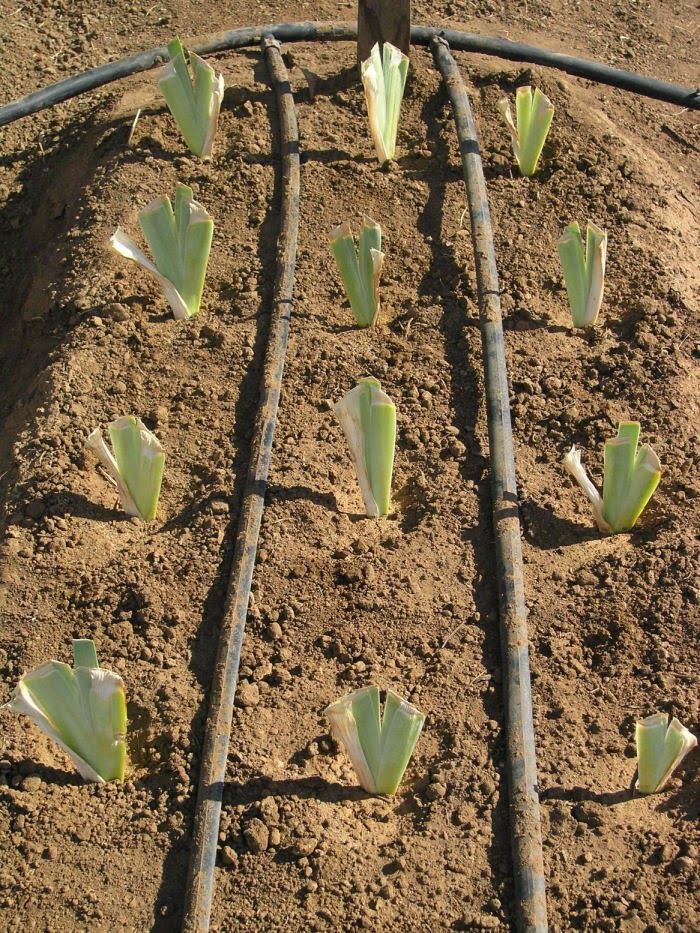 small green plants are growing in the dirt with hoses attached to each planter