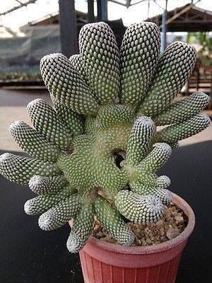 a small cactus in a red pot on a table