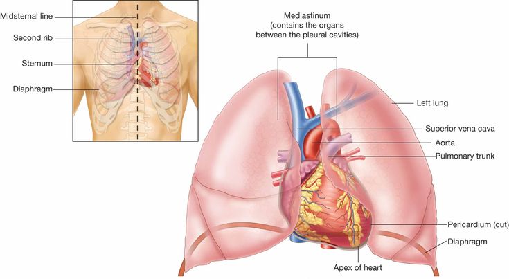 the anatomy of the human heart and lungs