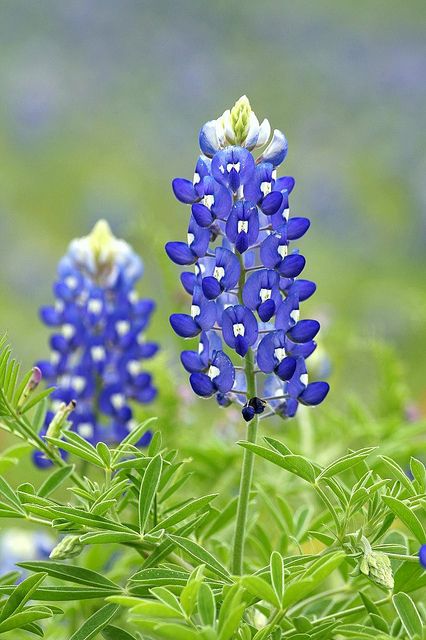 some blue flowers are growing in the grass