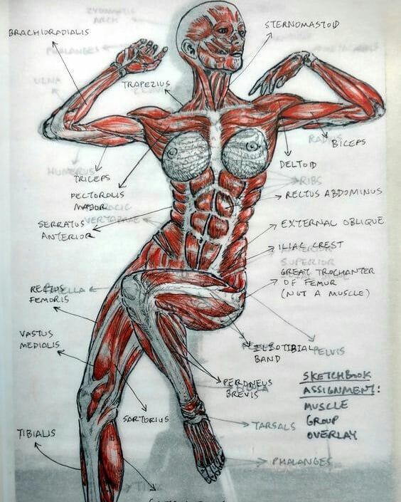 a drawing of the human body with muscles labeled