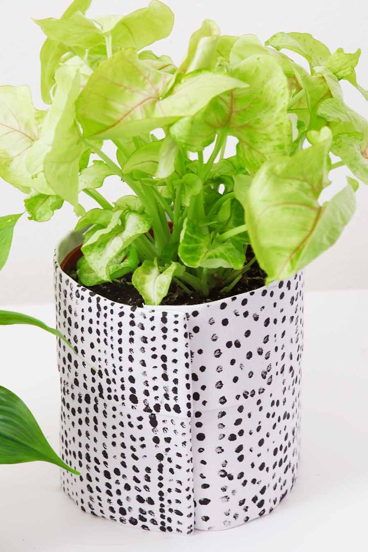 a potted plant sitting on top of a table next to a green leafy plant