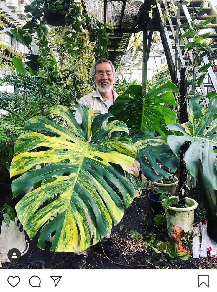 a man standing next to a large green plant in a room filled with potted plants