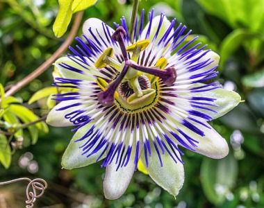 a purple and white flower with green leaves in the background