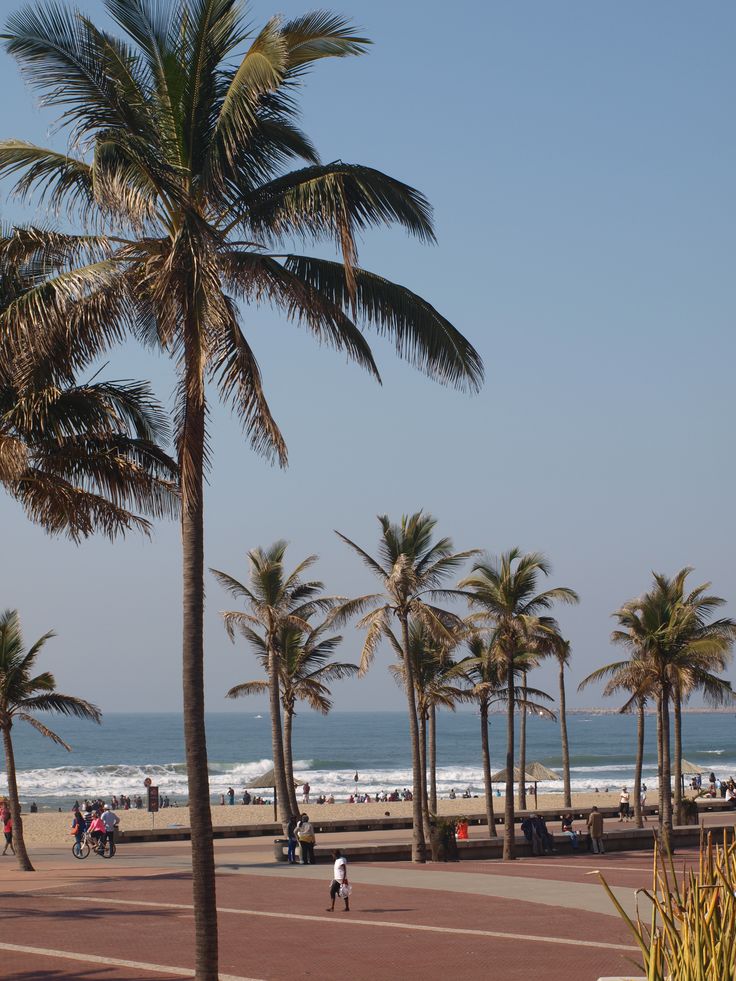 palm trees line the beach as people walk by