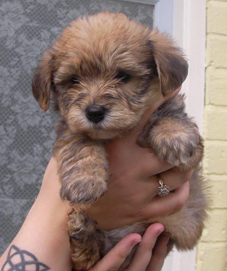 a person holding a small brown dog in their hand with tattoos on it's arm