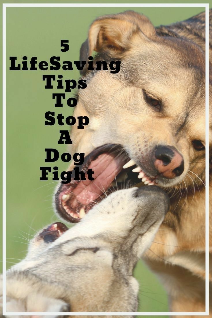 Lifesaving Tips, Dogs Hacks, Dog 101, K9 Training, Reactive Dog, Dog Attack, Food Dog, Akita Dog, Breaking Point