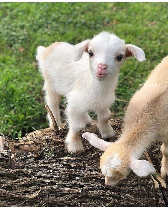 two baby goats standing on top of a log