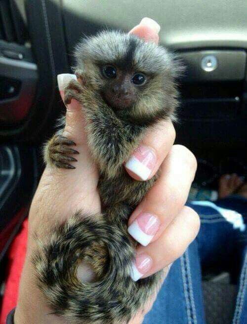 a person holding a small animal in their hand