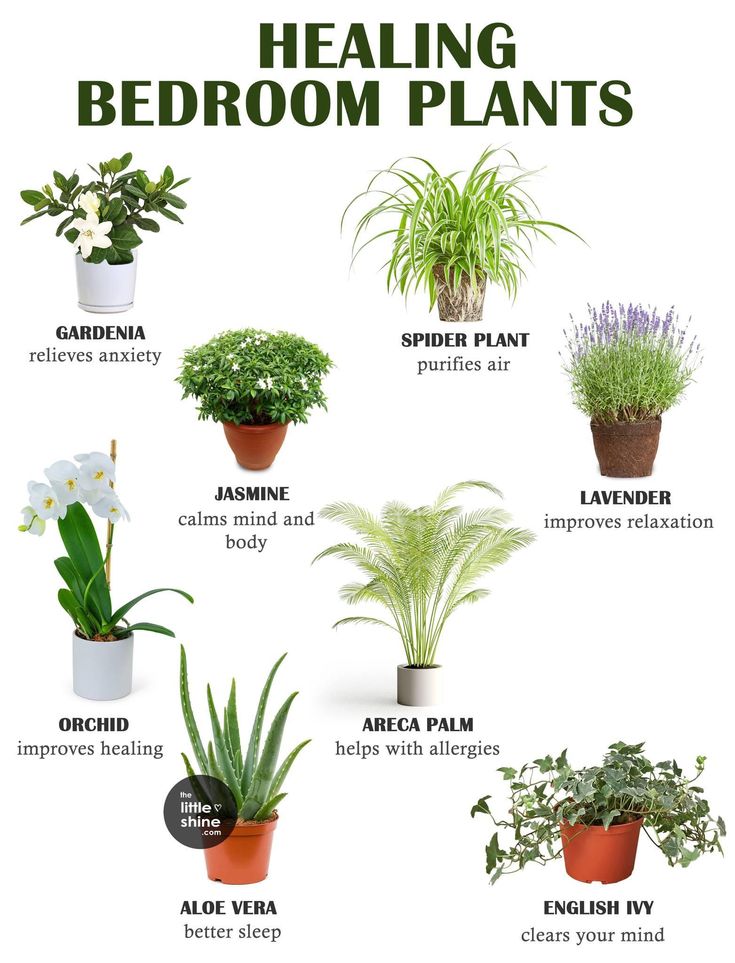 the different types of plants that are used to help you grow your own houseplants