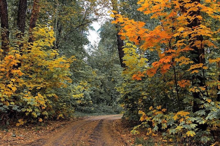 a dirt road surrounded by trees with yellow leaves