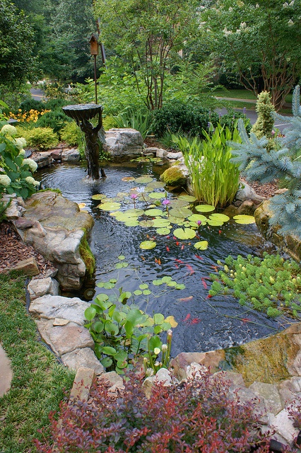 a small pond in the middle of a garden with lily pads and water lilies