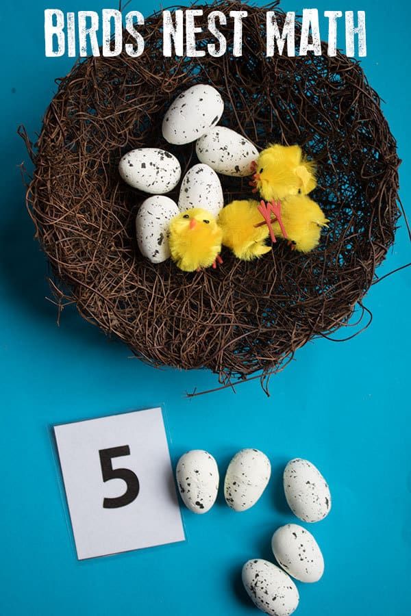 birds nest math for kids with eggs and chicks in the nest on blue table top