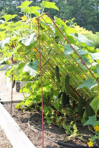 the garden is full of cucumbers and plants