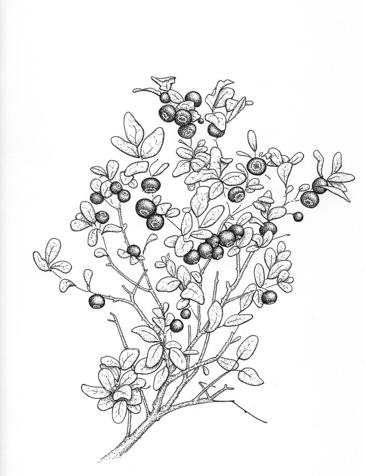 an ink drawing of berries and leaves