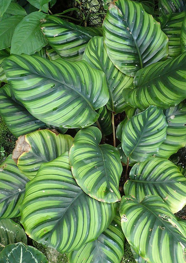 green and white leaves are growing on the ground