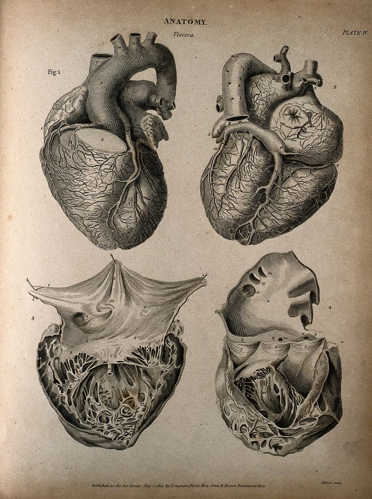 an antique medical illustration of the human heart