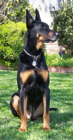 a black and brown dog sitting in the grass