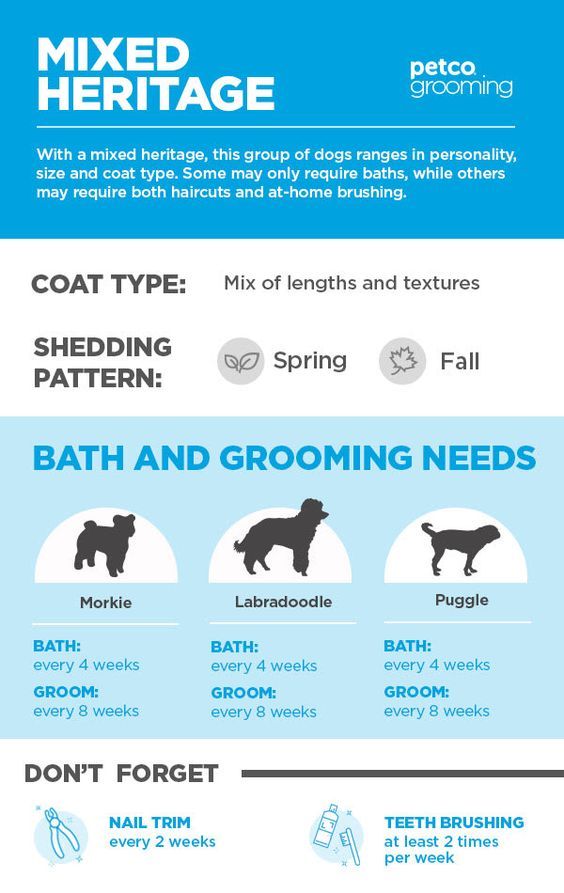 an info sheet describing the different types of dog grooming products and how to use them