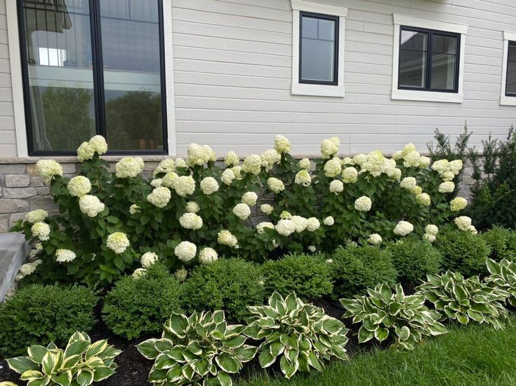 white hydrangeas line the side of a house