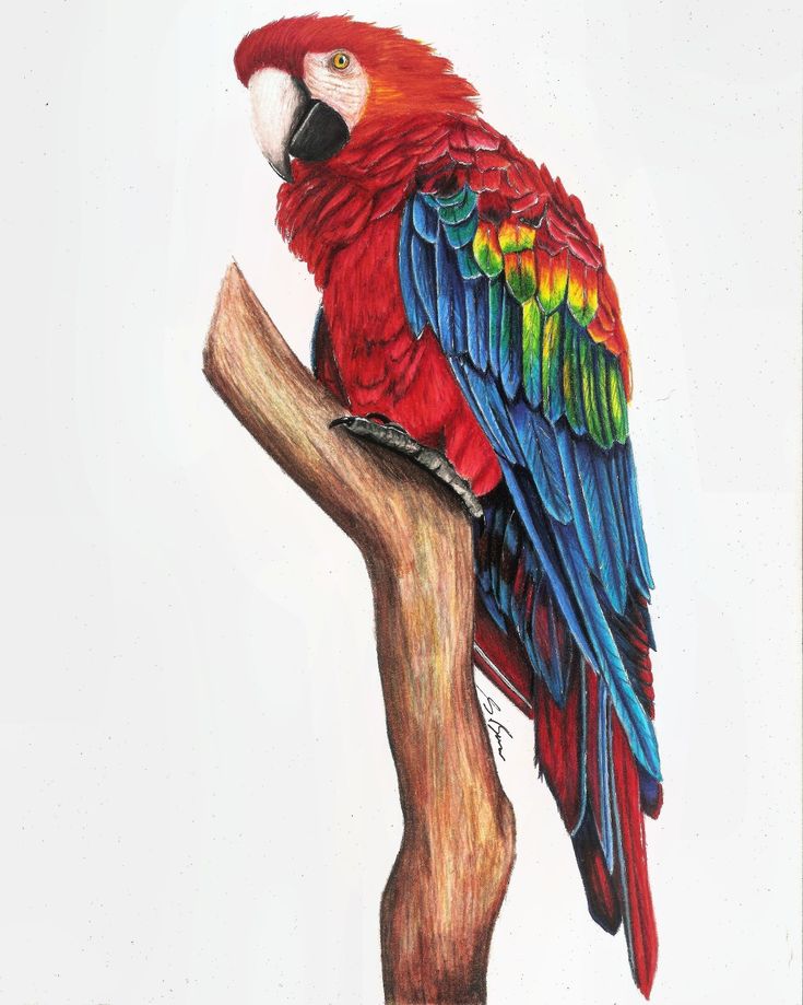 a colorful parrot sitting on top of a tree branch with its wings spread out and it's head turned to the side