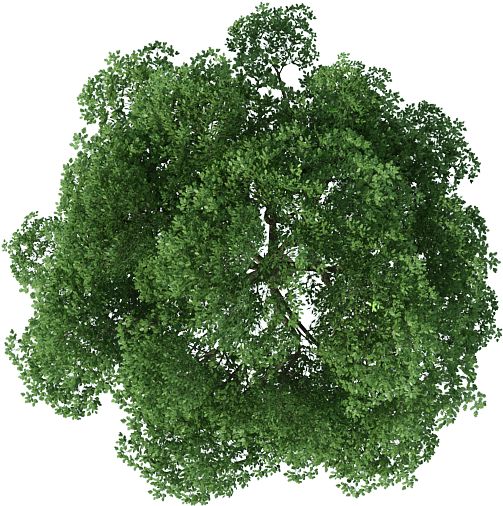 an overhead view of a tree on a white background