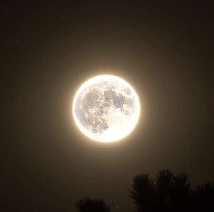 the moon is shining brightly in the dark sky above some pine trees, and it appears to be very bright