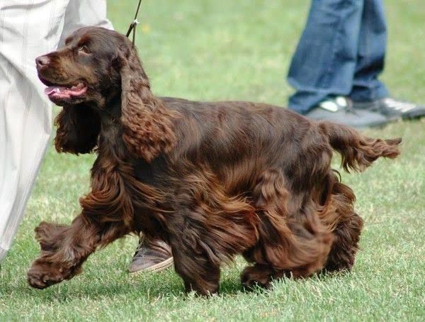 a brown dog walking across a lush green field next to a person's leg