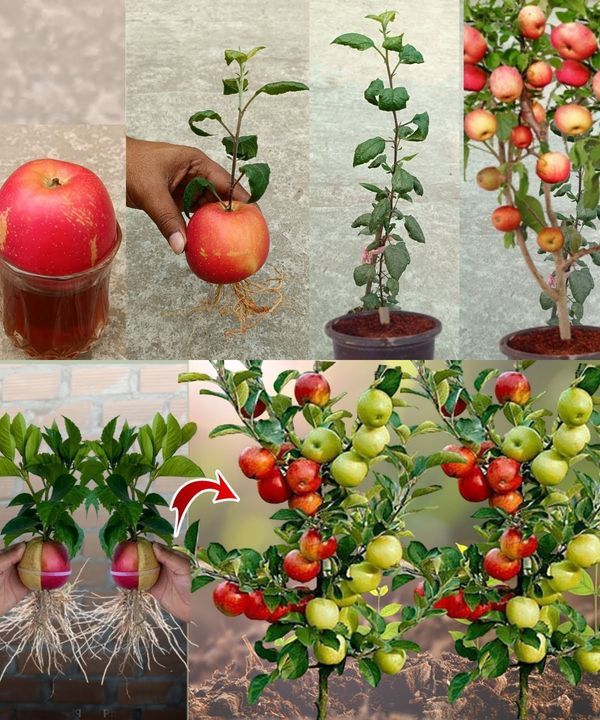 there are four pictures of different types of fruit growing in the same potted plant