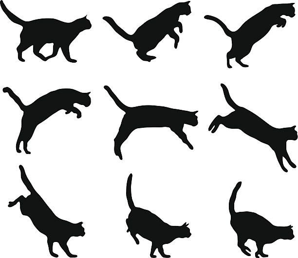 the silhouettes of cats are shown in different positions and sizes, including one black cat