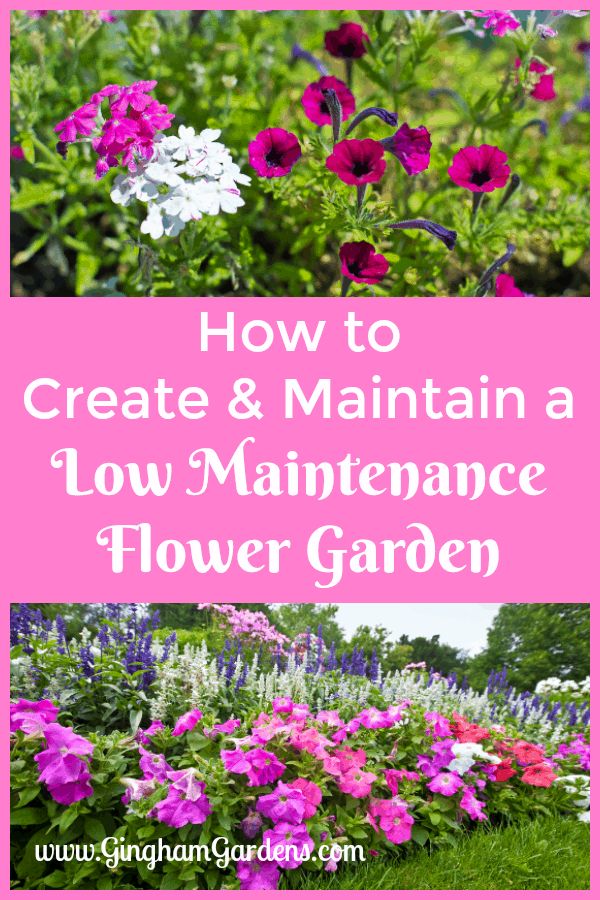 how to create and maintain a low maintenance flower garden with flowers in the foreground