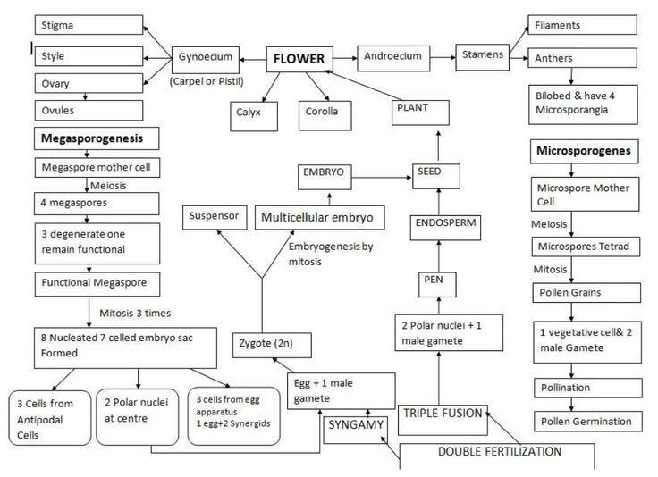 the flow diagram for flower and plant reproductional management system, with instructions on how to use it