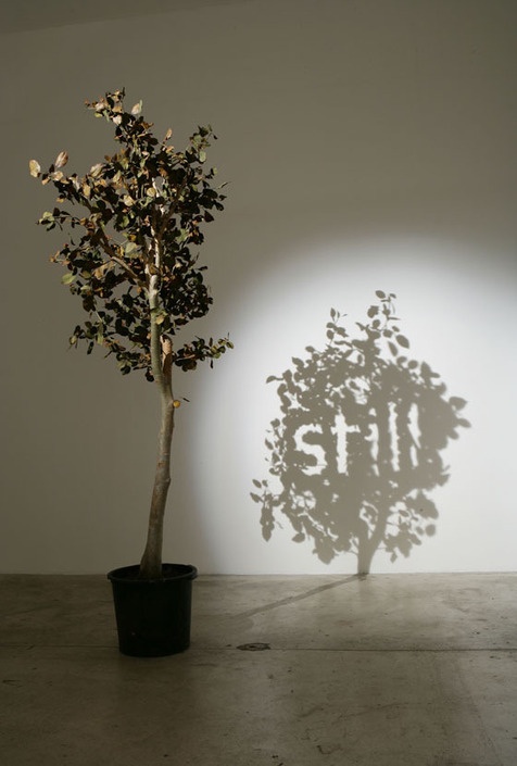 a tree casts a shadow on the wall next to a potted plant with leaves