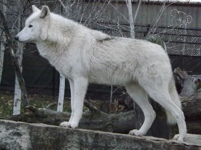 a large white wolf standing on top of a rock wall next to a tree trunk