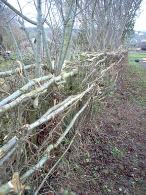 an old fence is covered with branches and twigs