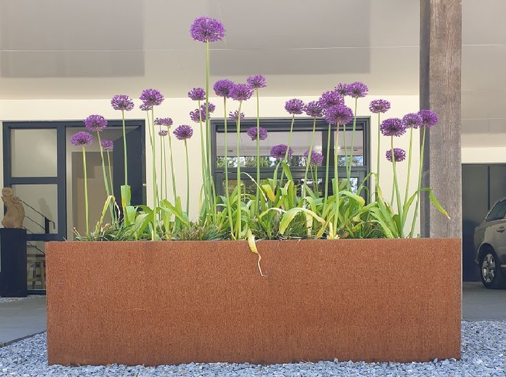 some purple flowers are growing in a planter