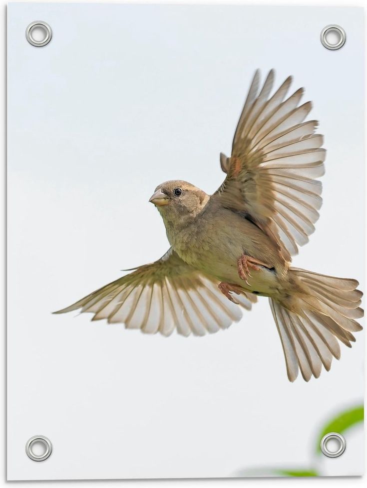 a bird flying through the air with its wings spread