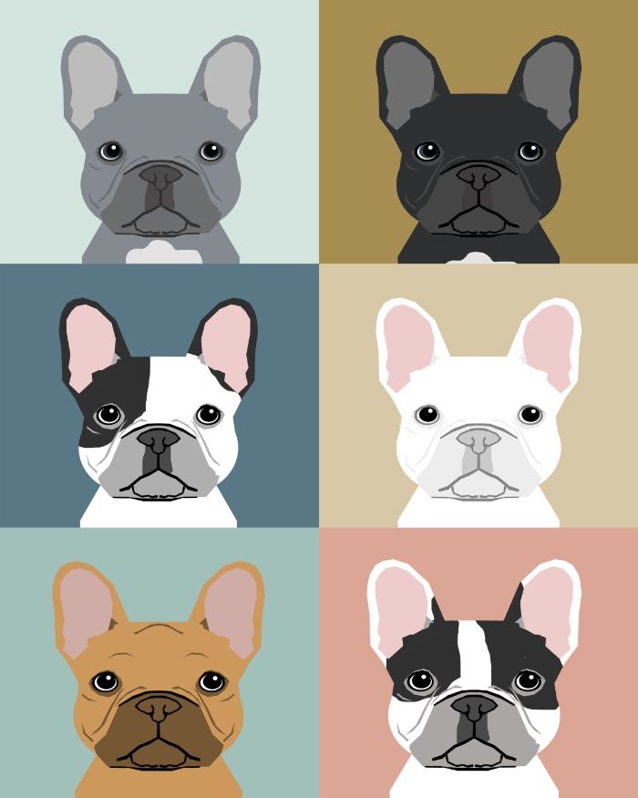 four different colored french bulldogs art print