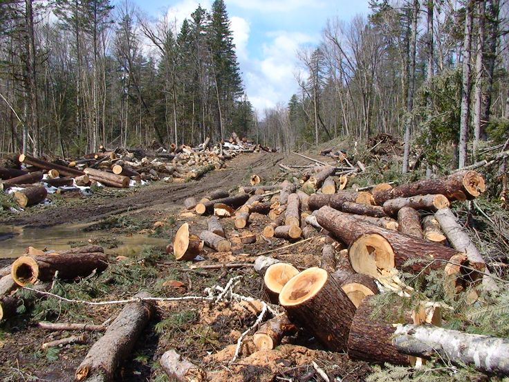 logs are piled up in the woods and ready to be cut down