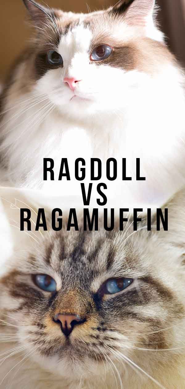 two cats with the caption ragdol vs ragamuffin on them