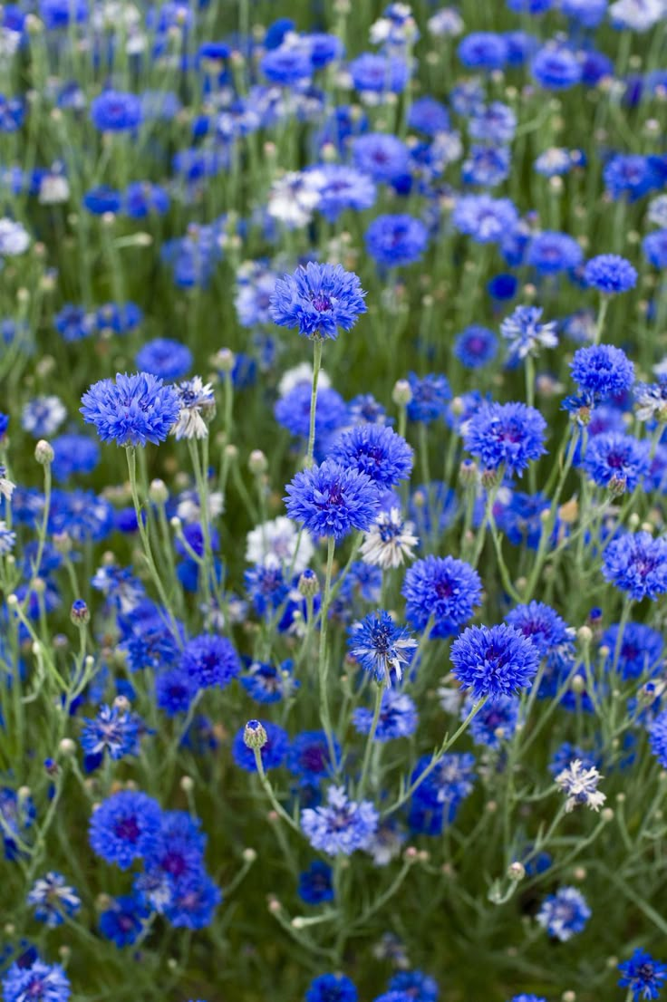 blue flowers are growing in the grass