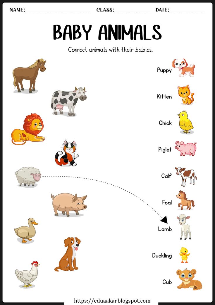 baby animals worksheet for kids