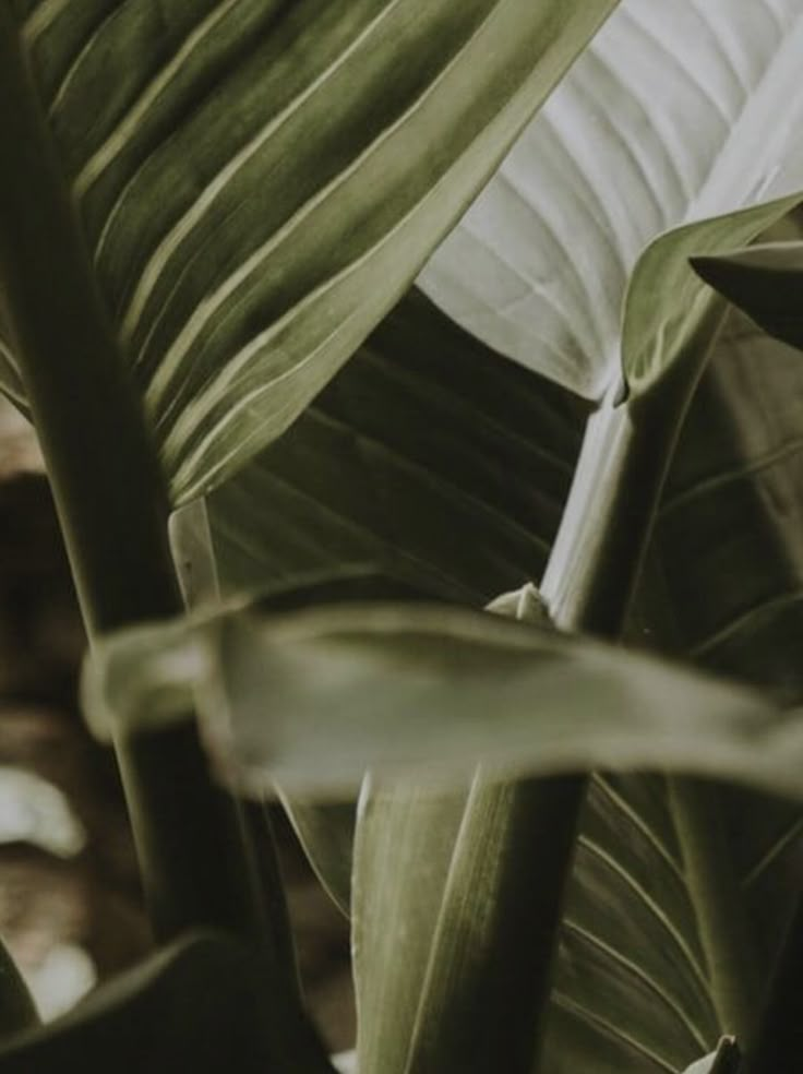 the leaves of a plant are green and white