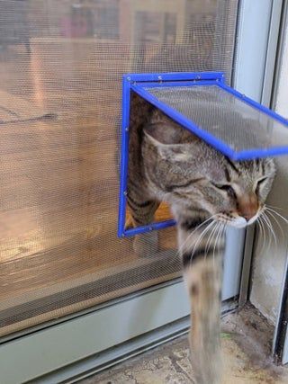 a cat that is standing on its hind legs and looking out the window at something