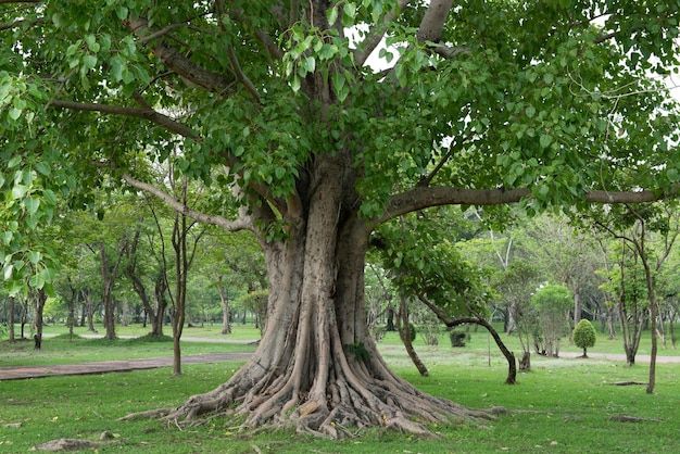 a large tree in the middle of a park